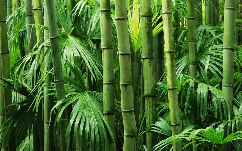 A dense bamboo grove with tightly-packed plants.