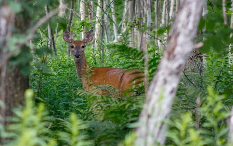 A picture of a deer in a woodland representing wildlife habitat.