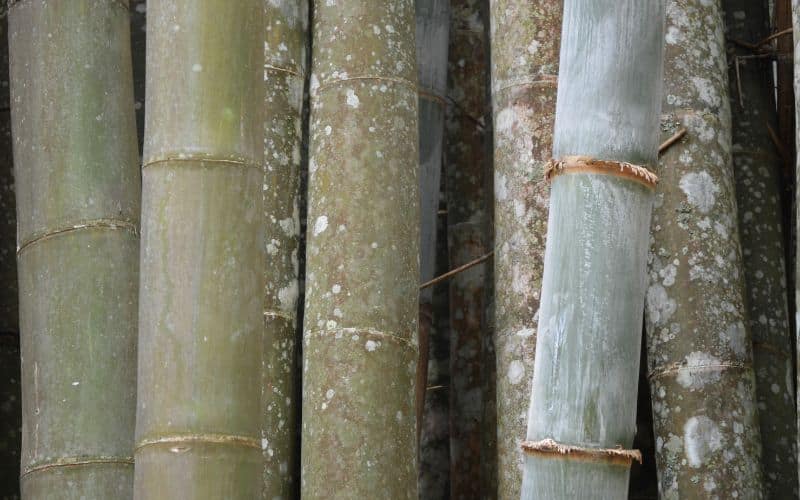 Bamboo poles with fungus growing on them.