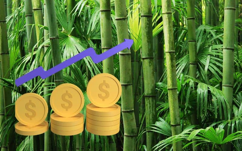 A green, densely-packed bamboo grove with a stylized graph in the bottom left showing stacks of coins growing in value with a blue, upward trending line.