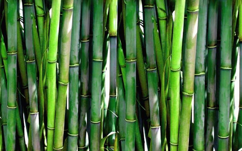 A dense grove of green bamboo. The image is a closeup of the growing culms, or stems of the plants.