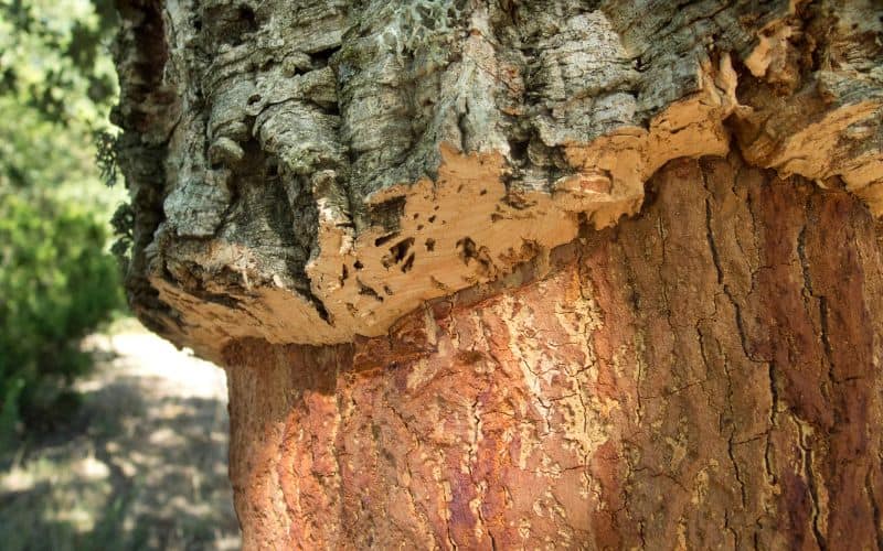 A cork oak tree with bark stripped after harvesting.