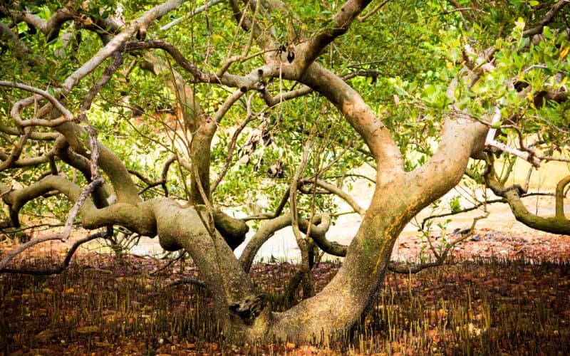 An endangered wood coppice.