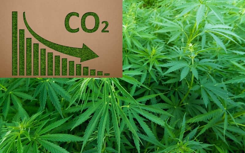 A picture of a hemp crop with a stylized graph in the top right corner showing decreasing CO2 to indicate the crop absorbing CO2 from the atmosphere.