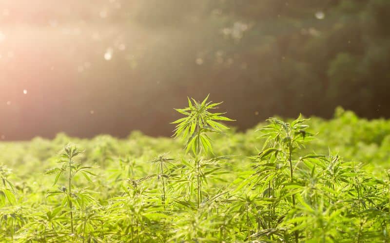 A hemp crop in the morning mist.