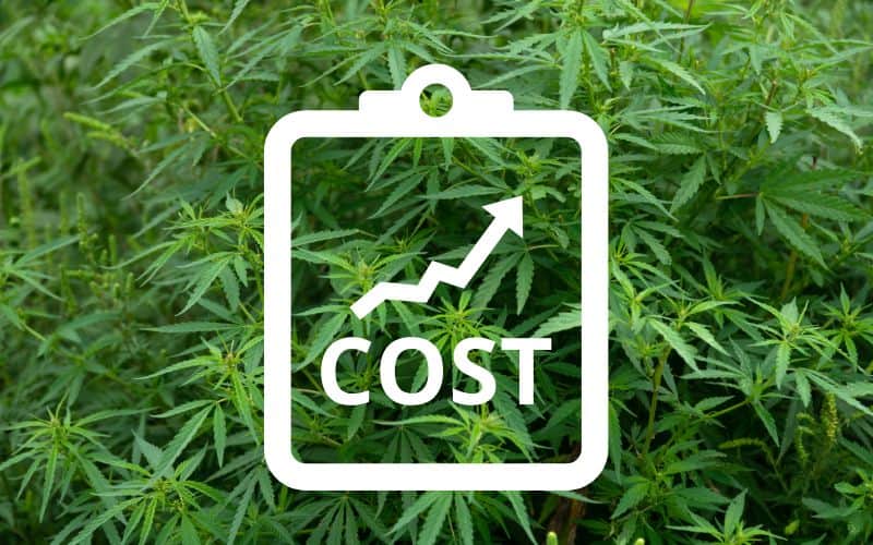 A picture of a hemp crop with a graph showing high cost overlain in white.