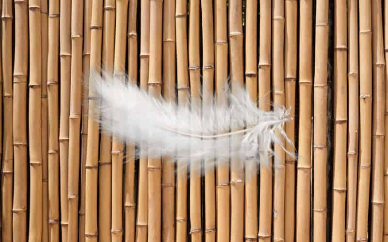 A bamboo wall with vertically-arranged bamboo poles side by side. In the foreground of the picture is a white, fluffy feather to indicate the fact that bamboo is lightweight.