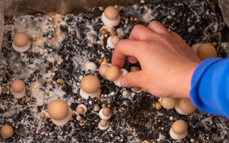 A hand picking a fruiting body of fungi with the mycelium visible in the soil substrate. 