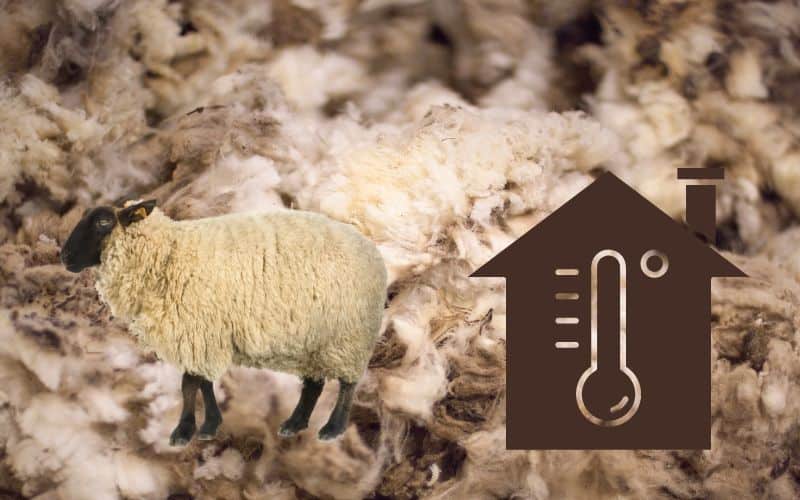 An image of a sheep and a warm house with a background of sheep's wool.