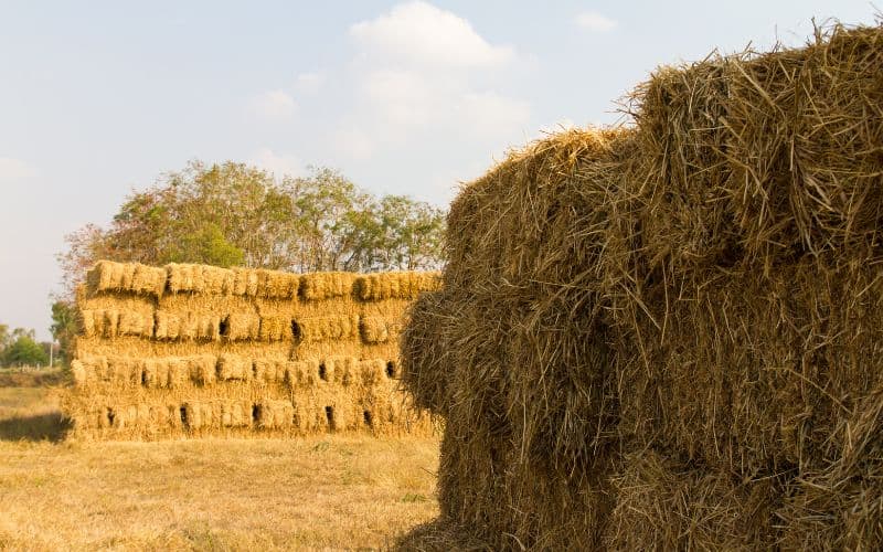 Straw bales stacked in a field with trees behind and a blue sky.