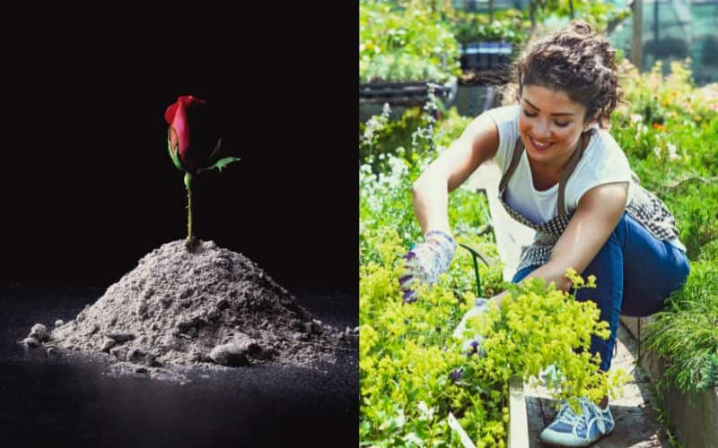 A rose growing in a pile of ash next to a woman tending her garden.