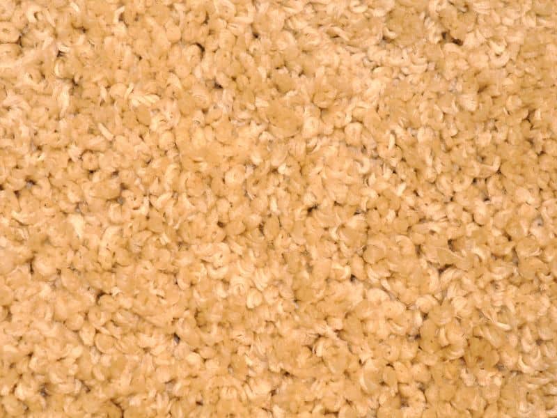 A cream-colored wool carpet in close up. The individual piles are clearly visible.