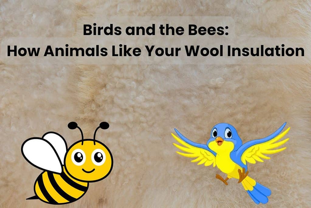 An image of sheep's wool with a cartoon bird and bee overlain and the words "Birds and the Bees: How Animals Like Your Wool Insulation" at the top.