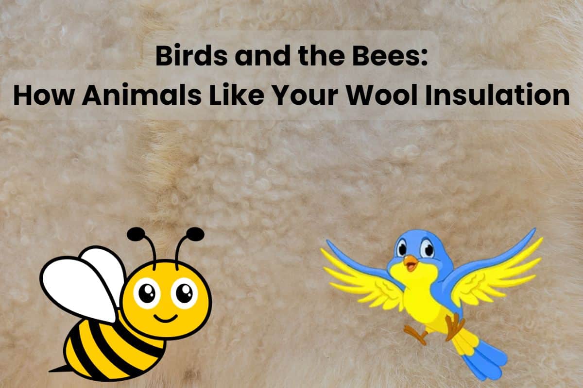 An image of sheep's wool with a cartoon bird and bee overlain and the words "Birds and the Bees: How Animals Like Your Wool Insulation" at the top.