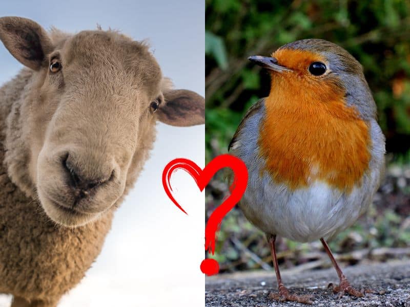 A sheep looking into the camera lens on the left and a robin looking across at the sheep from the right hand side of the image. In the center of the image is a red question mark shaped like a heart.