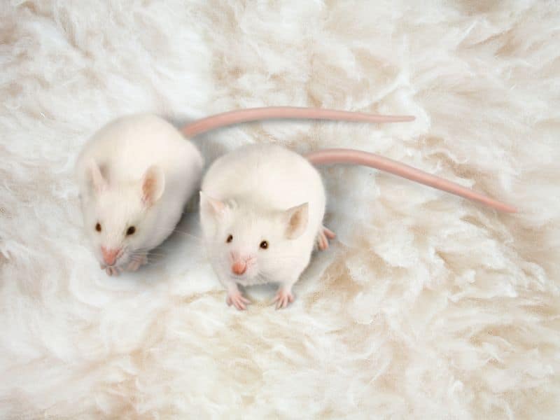 Two mice sitting on top of sheep's wool.