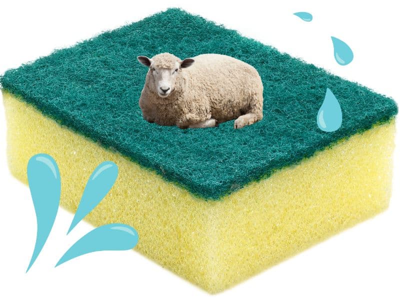 An image of a sheep lying on a yellow sponge that has a green scrubbing layer on top. There are water drops and splashes around the sheep and sponge indicating wetness.