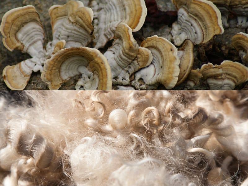 Sheep's wool on the bottom half of the image with a closeup of fungi in the top half of the image to indicate the process of decomposition.