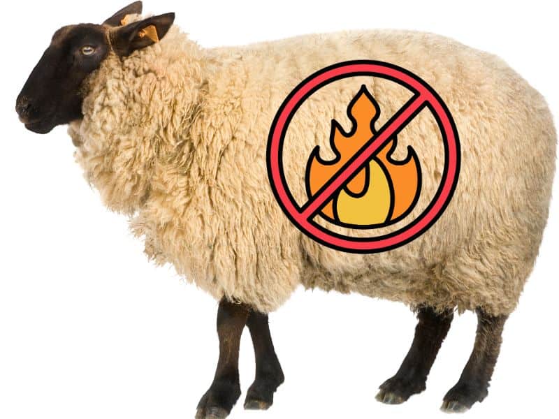 A sheep viewed from the side. It has a cream-colored fleece, black legs and a black face. There is a cartoon flame with a red circle around it and a diagonal red line across it.