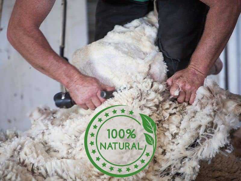 A sheep being shorn by a farmer with an electric shearer. He is holding the sheep between his legs while shearing the fleece. There is a 100% Natural symbol in green in the bottom middle of the image.