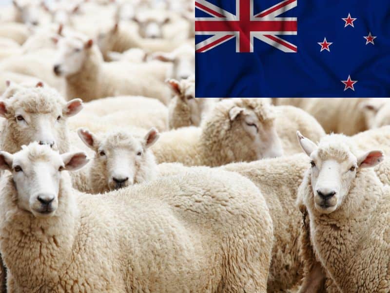 A flock of white sheep densely huddled together. The New Zealand flag is in the top right hand corner of the image.