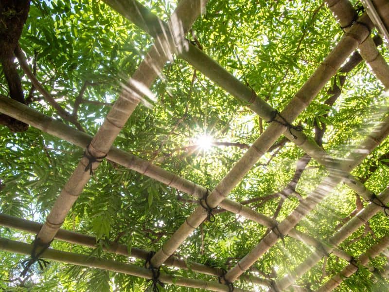 A bamboo pergola lashed together with black twine in a square criss-cross pattern. The tree canopy is directly above with the sun shining through.