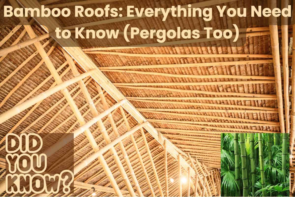 A bamboo roof viewed from the inside. It is light yellow in color and has a complex system of trusses, rafters and beams. Across the top are the words "Bamboo Roofs: Everything You Need to Know (Pergolas Too)."in the bottom left are the words "Did you know?" and in the bottom right is a picture of a bamboo grove, showing live plants.