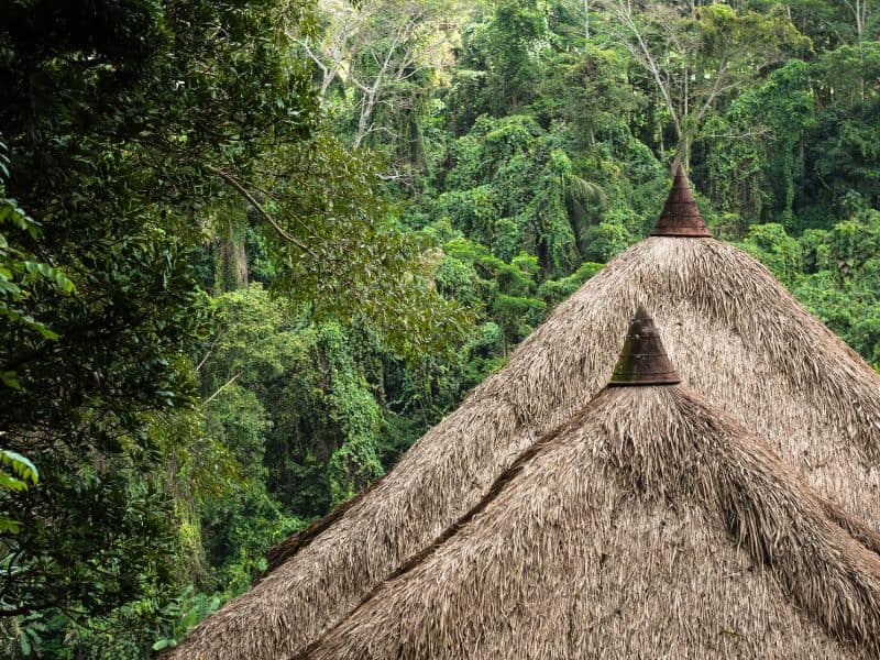 A pitched bamboo thatched roof with trees of a forest behind. The thatch is brown and quite thick. There is a conical cap at the apex of the roof.