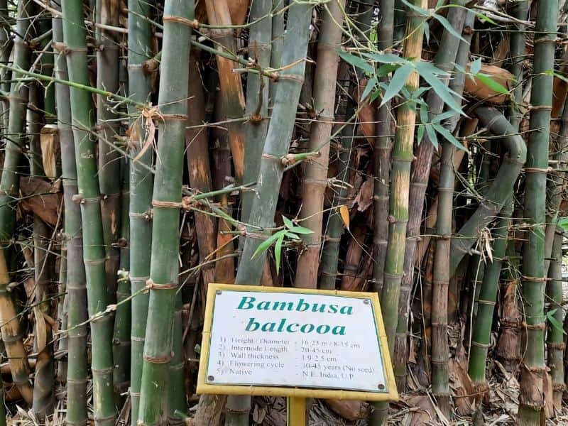 A photograph of the Guadua Bamboo species.  The culms are pale green and there are shoots sprouting out of the nodes.