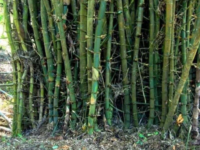 A photograph of the Bambusa bambos species. It is growing in a densely-packed grove. The culms are dark green and the nodes are quite thin and almost blend in with the rest of the culm.