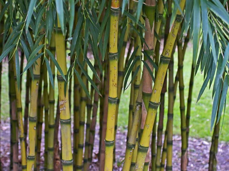 A photograph of the bamboo species Chusquea gigantea. It has bright green culms with darker green nodes.