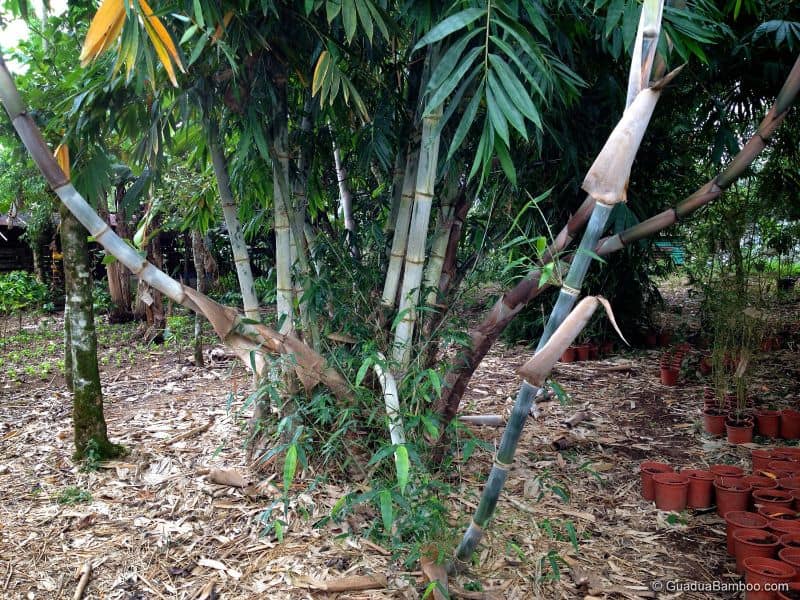 A photograph of the bamboo species Dendrocalamus brandisii. The plant is growing in a clump and has light green culms with darker green nodes.