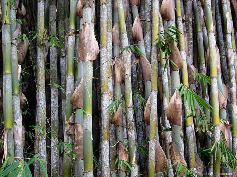 A photograph of the bamboo species Gigantochloa apus. It has mottled green and white culms and dry-looking leaves along its length.