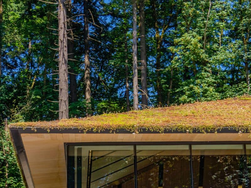 A green roof (aka living roof) with a mixture of purple, green and white vegetation growing on it. The roof is pitched and overhangs the walls by a significant margin. Stylish windows can be seen in the wall below that have dark metal frames and tinted energy-efficient glass.