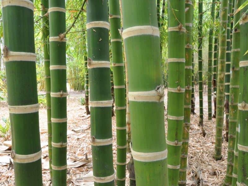 A photograph of the bamboo species Guadua angustifolia. I has green culms and prominent nodes.