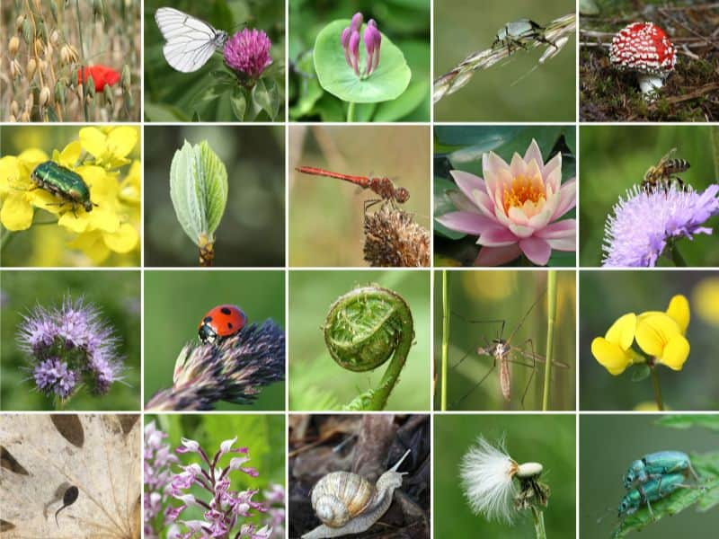 A grid of photographs showing a wide range of flora and fauna, including fungi, flowers, tadpoles, snails, and insects such as ladybirds, beetles and butterflies.