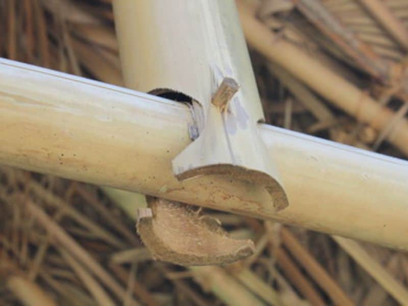 A through mortise and tenon joint made by cutting a hole in a bamboo pole and inserting a smaller diameter pole into the hole. The joint is then secured with a bamboo pin.