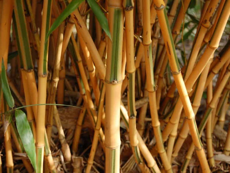 A photograph of the bamboo species Phyllostachys bambusoides. It has golden yellow culms with the odd stripe of green on the internodes.