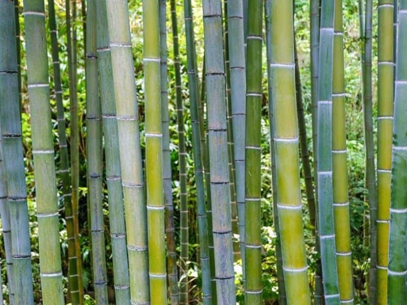 A photograph of the bamboo species Phyllostachys edulis. It is growing in a grove and its culms vary in shades of green. The nodes are slightly lighter in color.