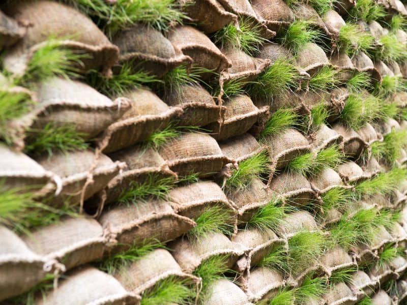 A garden wall made from light brown earthbags which have green grass growing between the layers.