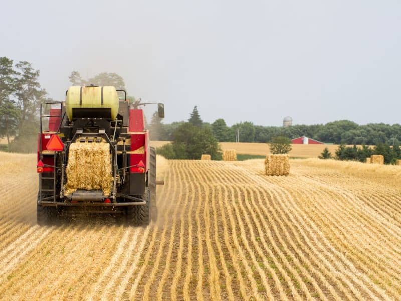 A tractor and baler working in a field of harvested cereal crop.  The field is flat and the tractor is red. There are bales lying in the field as well as one on the back of the tractor.