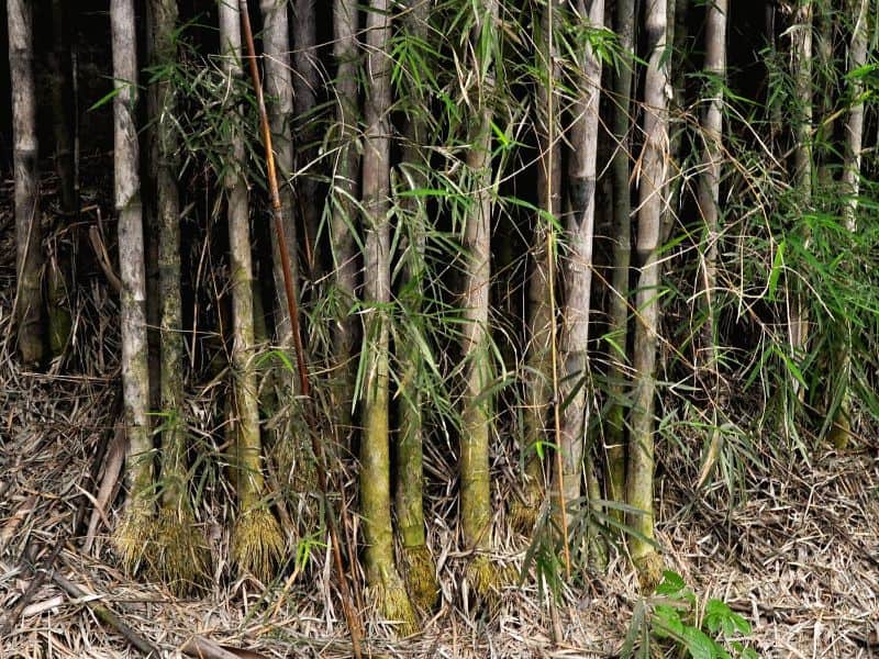 A photograph of a bamboo species known as Thyrsostachys siamensis (Bamboo Jakarta). The bamboo culms are almost tree-like and woody in appearance.