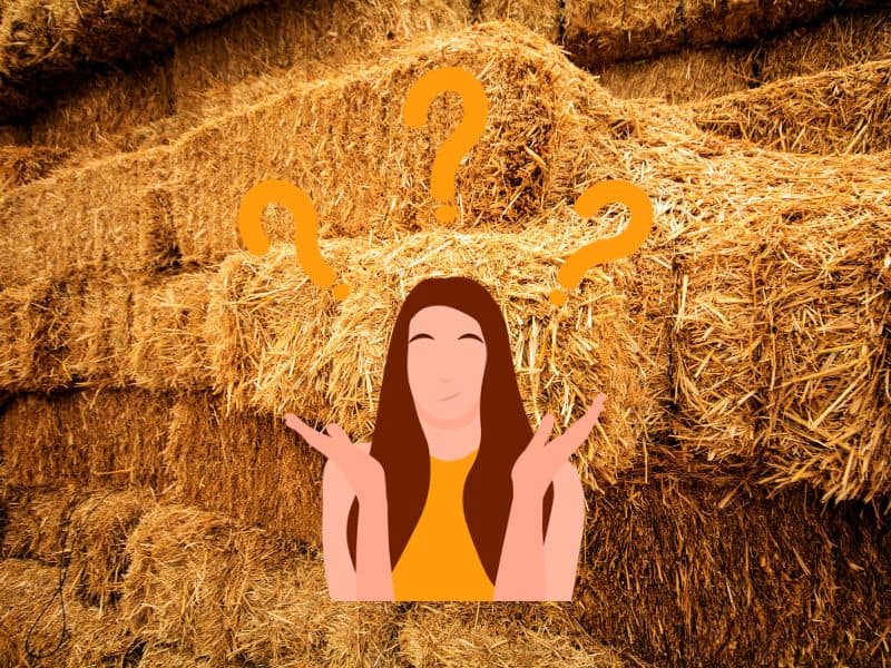 A photograph of a stack of straw bales with a cartoon woman overlain with her hands lifted in a questioning pose and three question marks above her head.