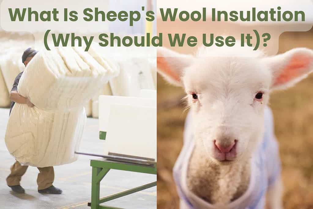 A photograph of a worker handling bundles of sheep's wool insulation in the factory, next to a second photo of a lamb in a field. Across the top of the image are the words, "What Is Sheep's Wool Insulation (Why Should We Use It)?"