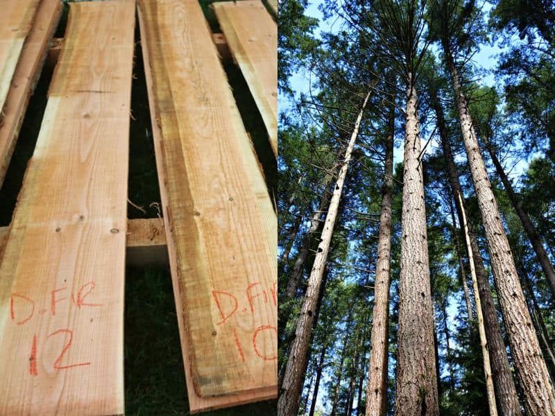 A photograph of Douglas fir planks of wood on the left and Douglas fir trees growing on the right.