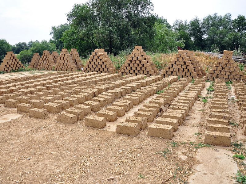 Rows of adobe bricks drying in the open air with pyramid-shaped stacks of adobe bricks behind them.