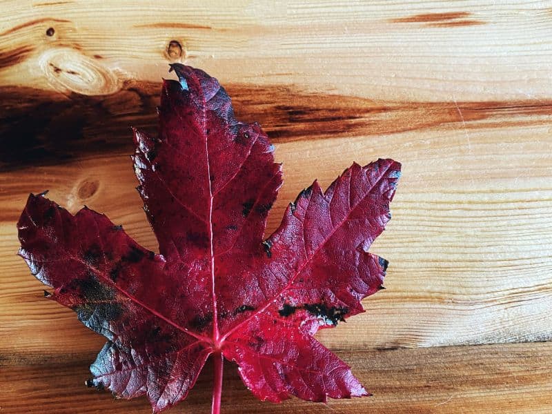 A hard maple countertop with darker grain pattern.  A red maple leaf sits on top of the countertop.