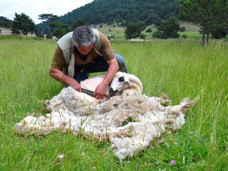 A farmer carefully shears a sheep lying in a field of long grass with tree-covered hills in the background.