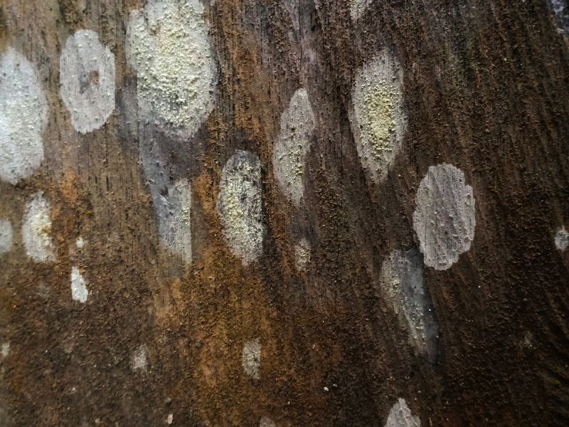 A piece of reclaimed wood covered in spots of white mold.