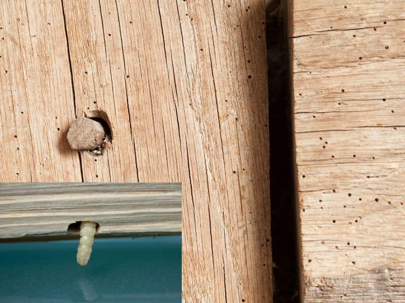 A wooden beam peppered with tiny holes made by the woodworm larva. In the bottom left of the photograph is an inset showing a closeup of a larva burrowing into a hole.